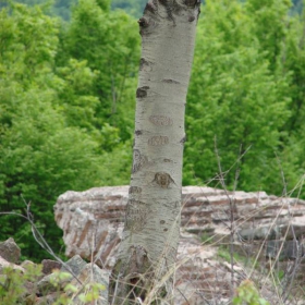 Дърво и Камък