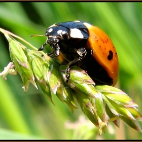 Ladybug