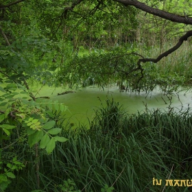 Albena's swamp