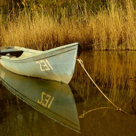 231