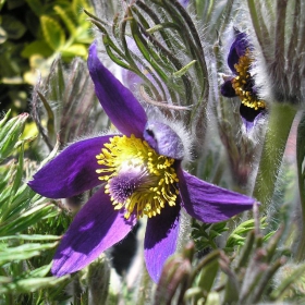 anemone