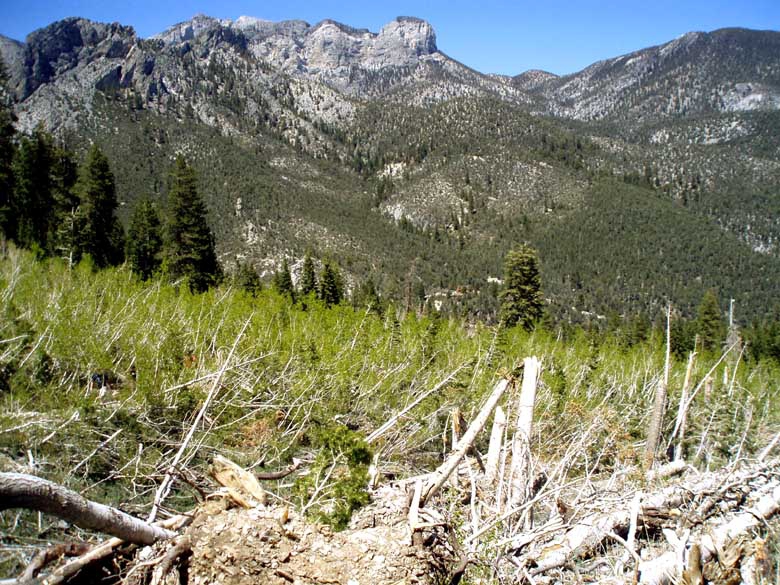 New Life After The Avalanche