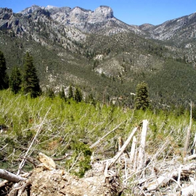 New Life After The Avalanche