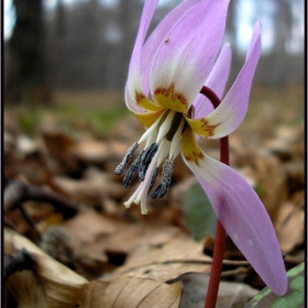 Erythronium dens-canis