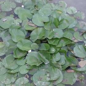 lilii