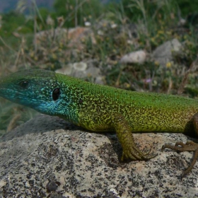 Lacerta viridis