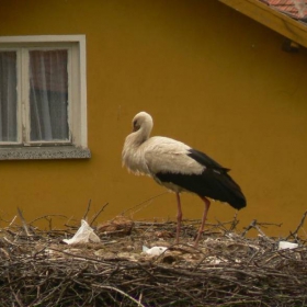 У дома