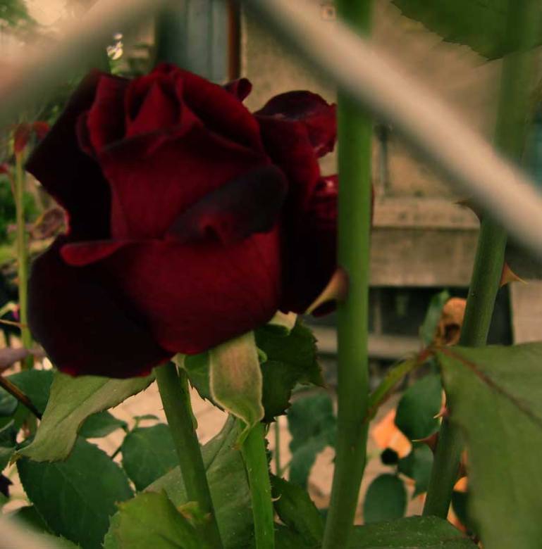 kiss from rose