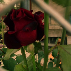 kiss from rose