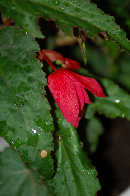 After the rain