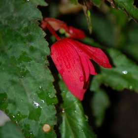 After the rain
