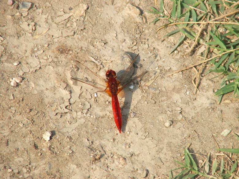 Dragonfly