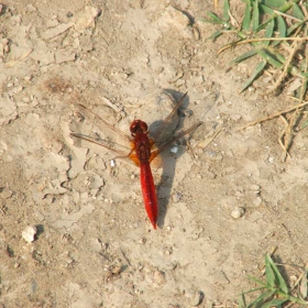 Dragonfly