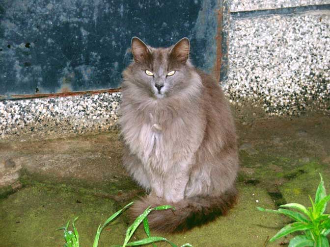 cat