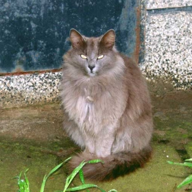cat