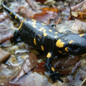 Salamandra salamandra