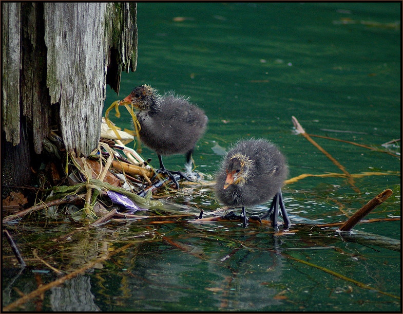 ..family life..