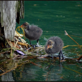 ..family life..