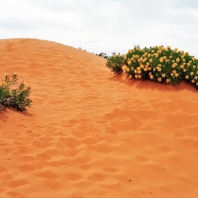 Coral Pink Sand Dunes