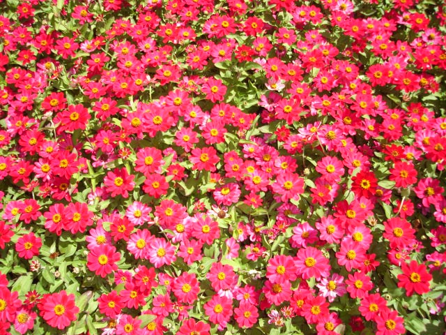 krasivata poliana