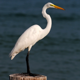 Great egret (Ardea alba)