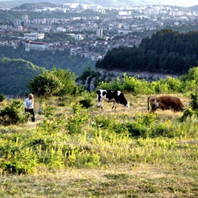 На паша