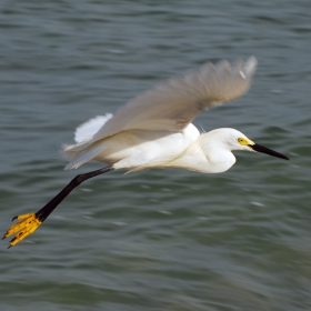 Snowy egret (egretta thula)