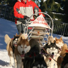 husky man