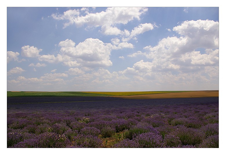 сенки в лавандулата