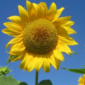 sunflower & sky