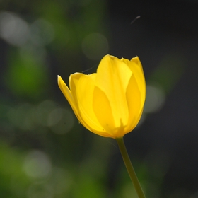 the last tulip