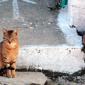 Гръцка котка