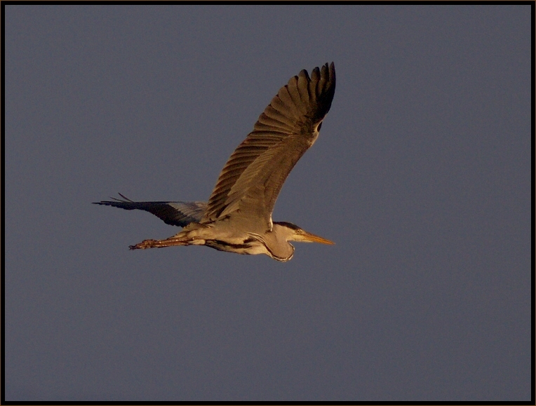 - Heron -