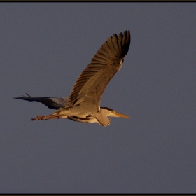 - Heron -