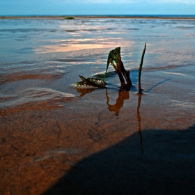 водораслото