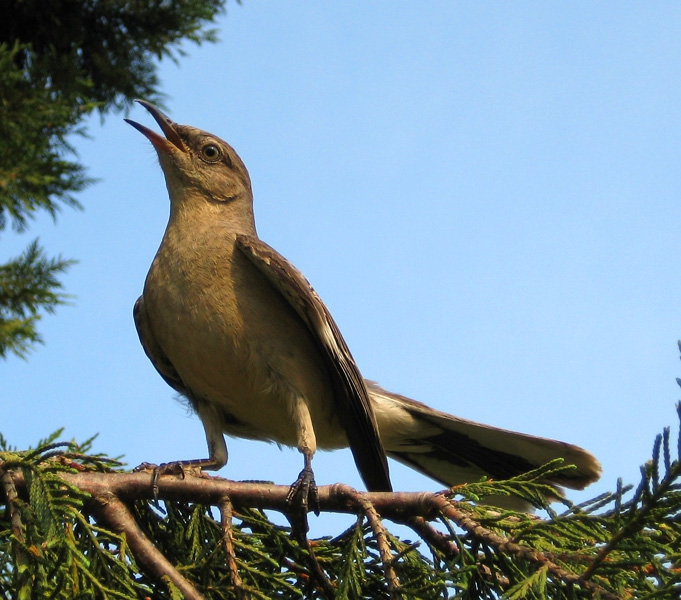 Mocking bird