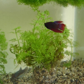 Betta