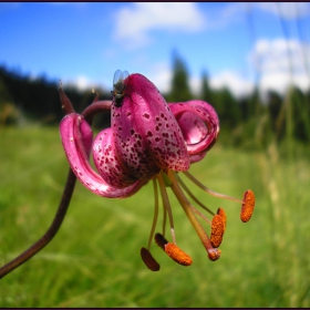 Lilium jankae