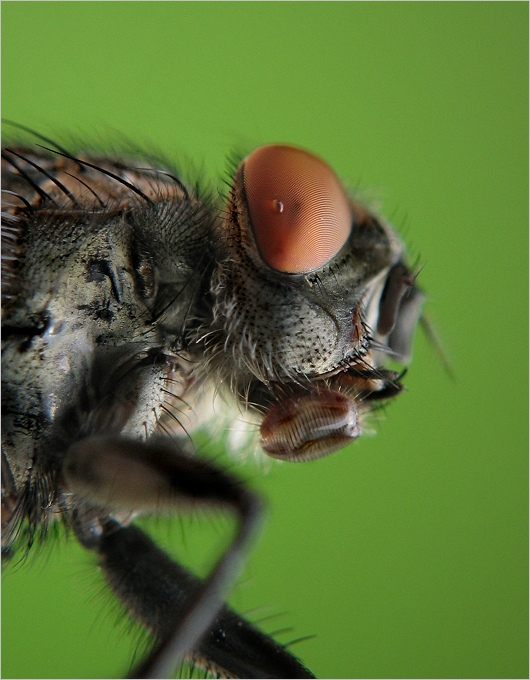 ..I Just Called To Say .... Bzzzzz~zz ..