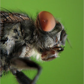 ..I Just Called To Say .... Bzzzzz~zz ..