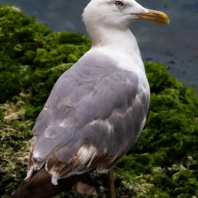 seagull