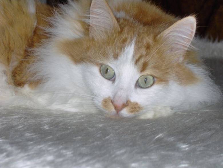 Liony