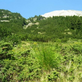 Вихрен от далеч