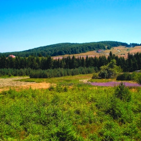 Старопланинско пейзажче