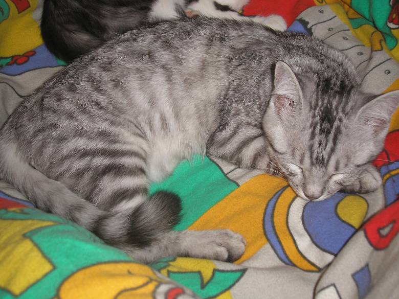 вече  съм   голяма    благодаретние  на   whiskas