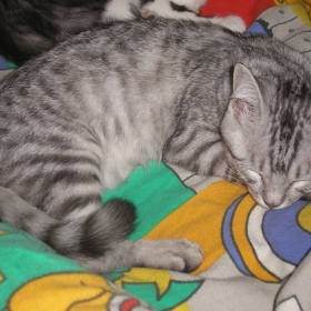 вече  съм   голяма    благодаретние  на   whiskas