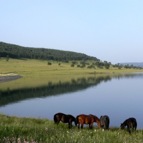 водопой...