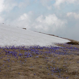 Граница