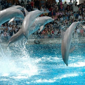 delfinarium-varna