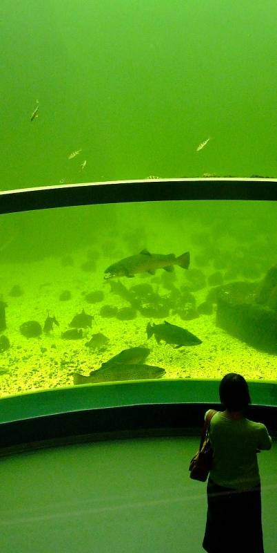 aquarium single